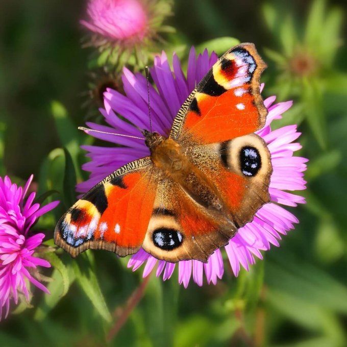 Pic à cheveux papillon Paon du jour en perles Miyuki
